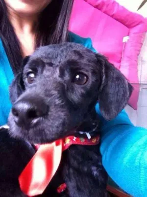 Cachorro raça  idade 7 a 11 meses nome Mix poodle porte pe