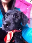 Mix poodle porte pe