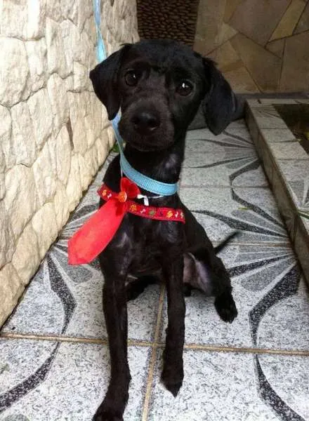 Cachorro ra a  idade 7 a 11 meses nome Mix poodle porte pe