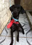 Mix poodle porte pe