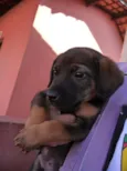 Brownie