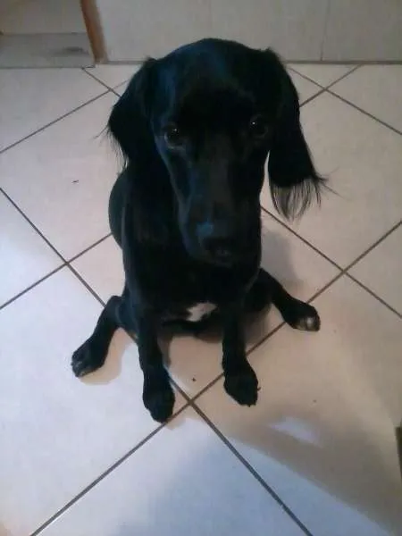 Cachorro ra a SRD (Cocker + Beagle) idade 2 anos nome Ronaldo