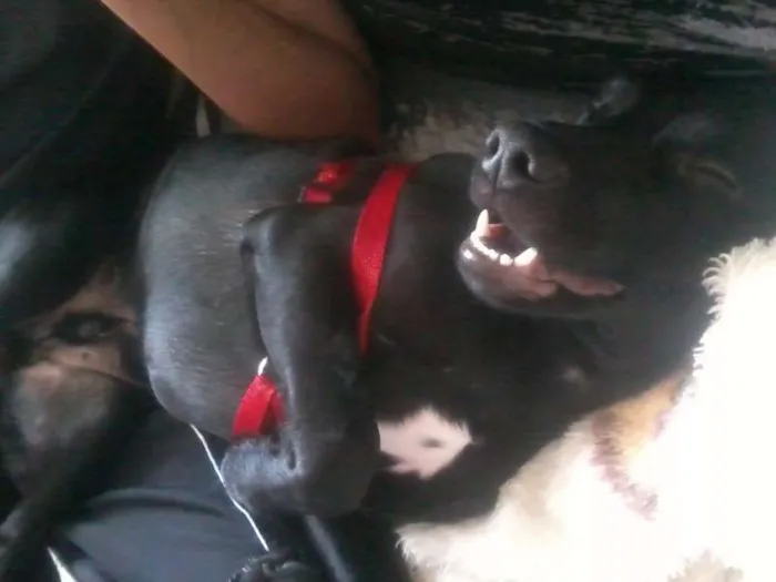 Cachorro ra a SRD (Cocker + Beagle) idade 2 anos nome Ronaldo