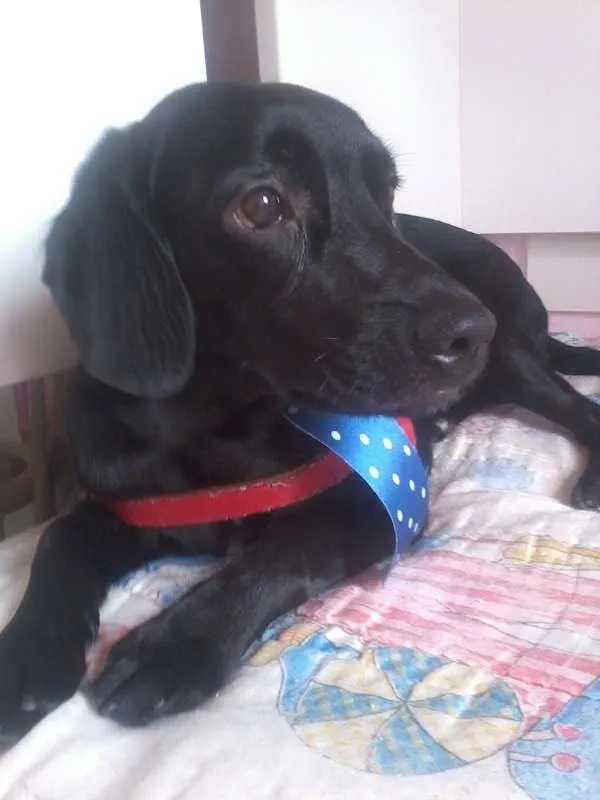 Cachorro ra a SRD (Cocker + Beagle) idade 2 anos nome Ronaldo