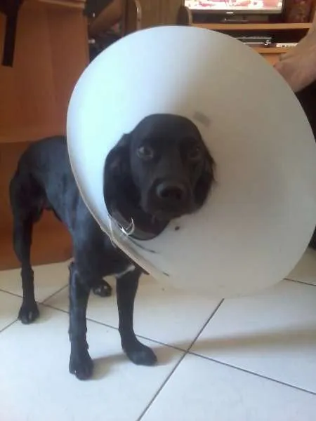 Cachorro ra a SRD (Cocker + Beagle) idade 2 anos nome Ronaldo