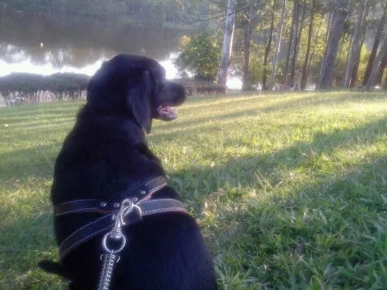 Cachorro ra a SRD (Cocker + Beagle) idade 2 anos nome Ronaldo