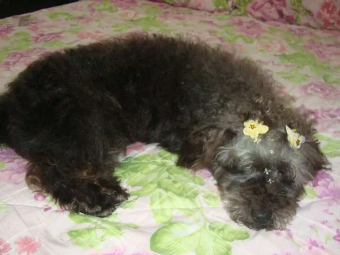 Cachorro ra a Pudlle idade 3 anos nome Cherry