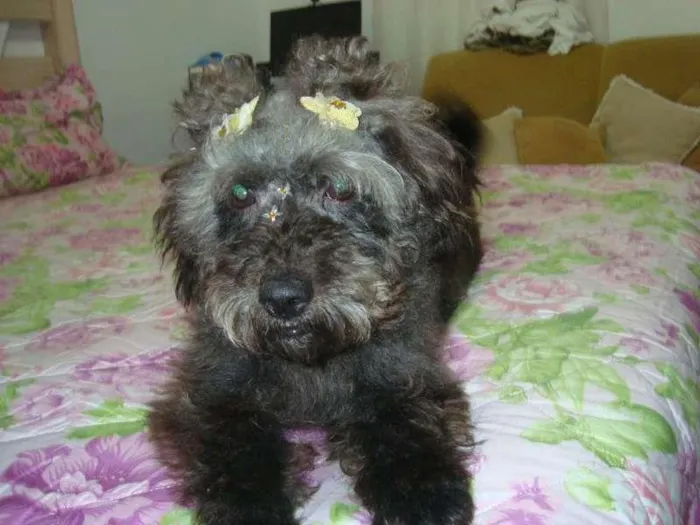 Cachorro ra a Pudlle idade 3 anos nome Cherry