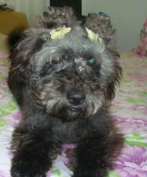 Cachorro raça Pudlle idade 3 anos nome Cherry