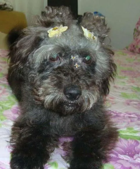 Cachorro ra a Pudlle idade 3 anos nome Cherry