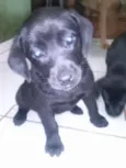 Labrador Preto