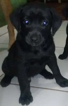 Cachorro ra a Labrador idade 2 a 6 meses nome Labrador Preto