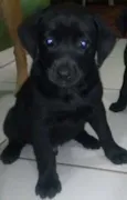Labrador Preto