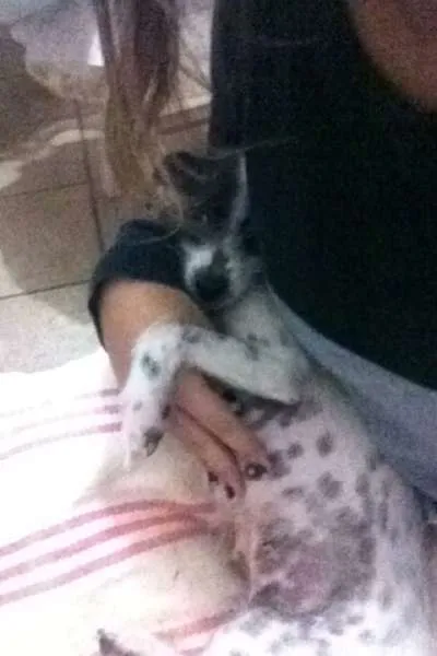 Cachorro ra a vira lata idade 2 anos nome Chloe