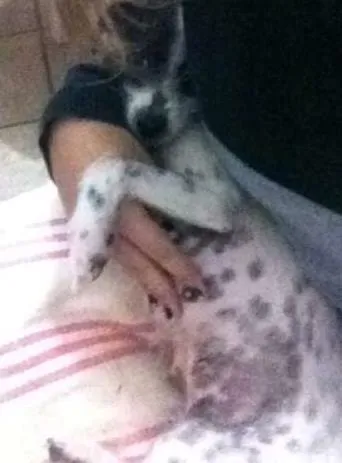 Cachorro ra a vira lata idade 2 anos nome Chloe