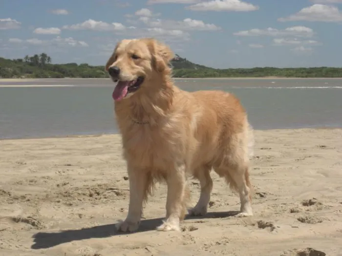 Cachorro ra a Golden Retriever idade 5 anos nome Clara