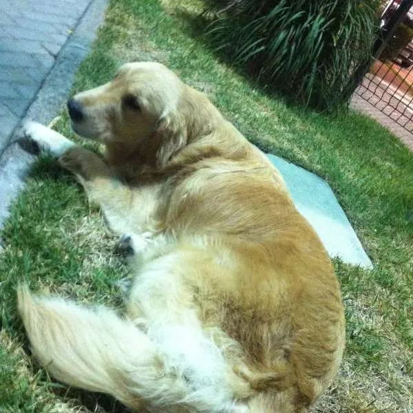 Cachorro ra a Golden Retriever idade 5 anos nome Clara