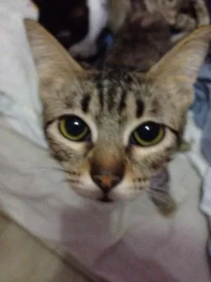 Gato raça SRD idade 7 a 11 meses nome Pandora