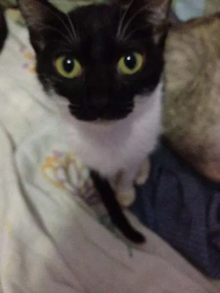 Gato raça SRD idade 2 a 6 meses nome Minerva