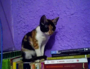 Gato raça SRD idade 7 a 11 meses nome Hanna