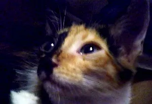 Gato raça SRD idade 7 a 11 meses nome Ali