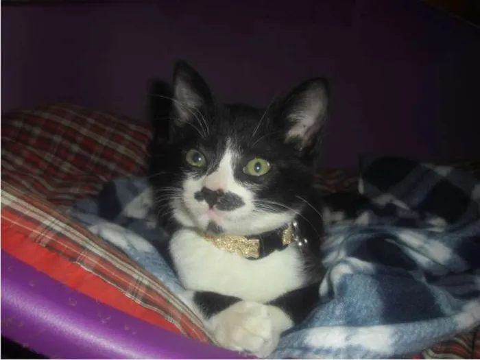 Gato ra a SRD idade 2 a 6 meses nome sem nome