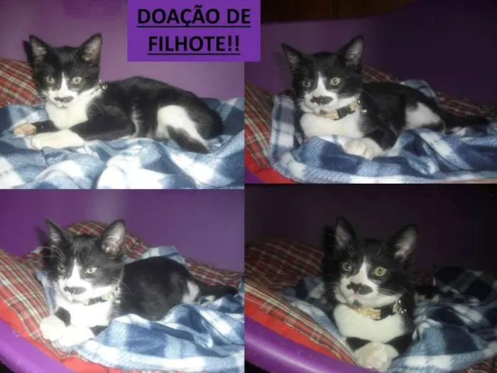 Gato ra a SRD idade 2 a 6 meses nome sem nome