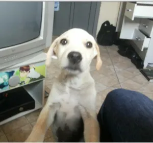 Cachorro raça indefinida idade 7 a 11 meses nome Bruce