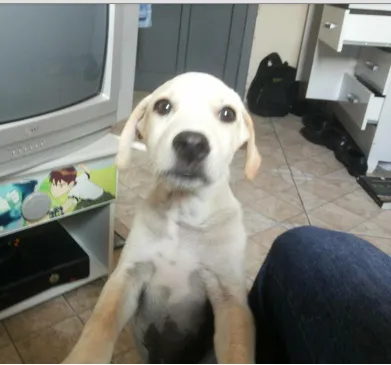 Cachorro ra a indefinida idade 7 a 11 meses nome Bruce