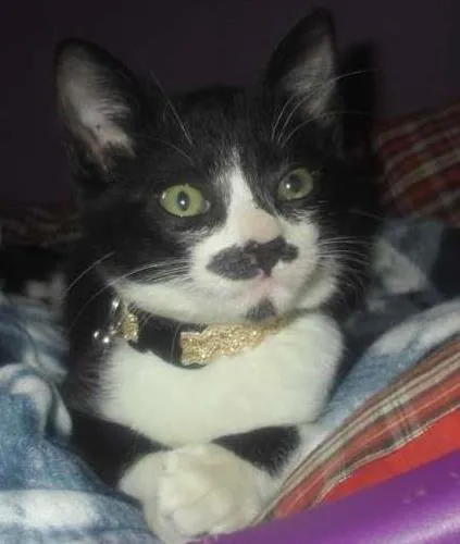 Gato ra a SRD idade 2 a 6 meses nome sem nome