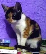 Gato raça SRD idade 7 a 11 meses nome Hanna