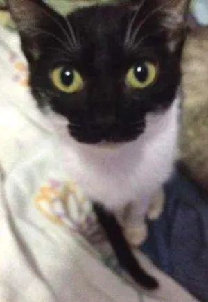 Gato raça SRD idade 2 a 6 meses nome Minerva