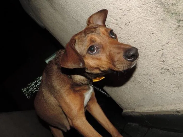 Cachorro raça  idade  nome Mussarela