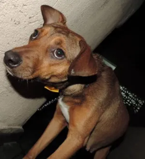 Cachorro raça  idade  nome Mussarela