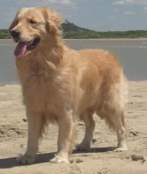 Cachorro raça Golden Retriever idade 5 anos nome Clara