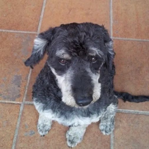 Cachorro ra a SRD idade 6 ou mais anos nome Max