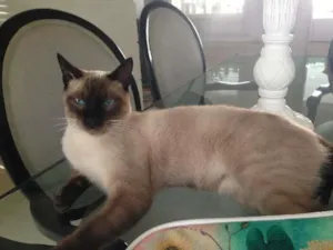 Gato raça Siamês  idade 7 a 11 meses nome Bicho GRATIFICA