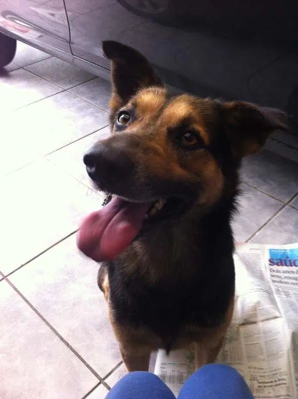 Cachorro ra a SRD idade 3 anos nome AMIGÃO