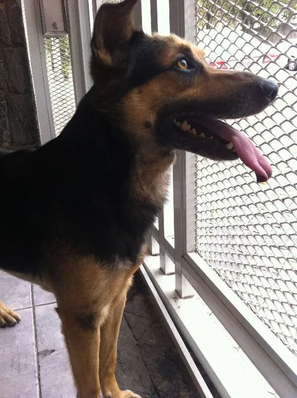 Cachorro ra a SRD idade 3 anos nome AMIGÃO