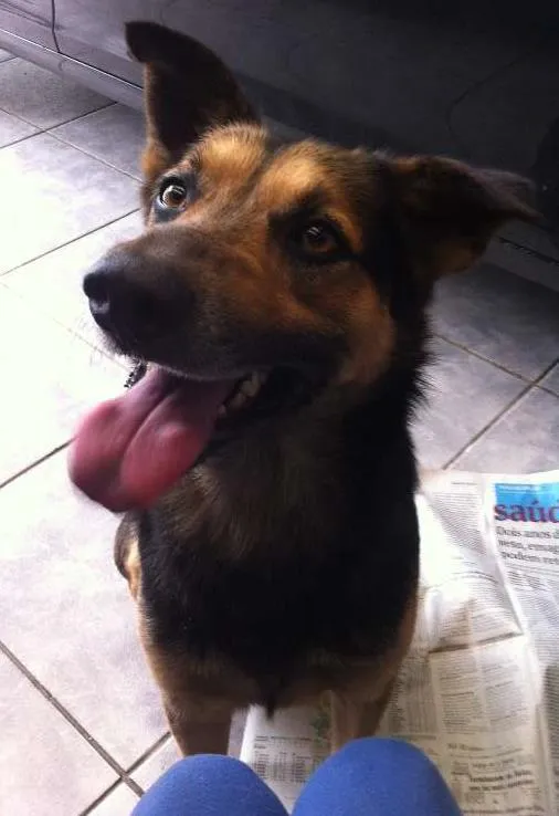Cachorro ra a SRD idade 3 anos nome AMIGÃO