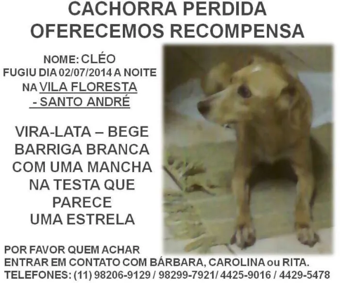 Cachorro ra a Vira-Lta idade 6 ou mais anos nome Cléo GRATIFICA