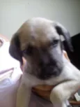 Bolinha