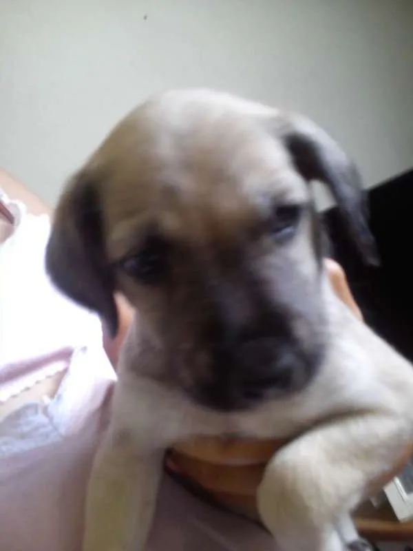 Cachorro raça  idade Abaixo de 2 meses nome Bolinha