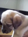 Bolinha