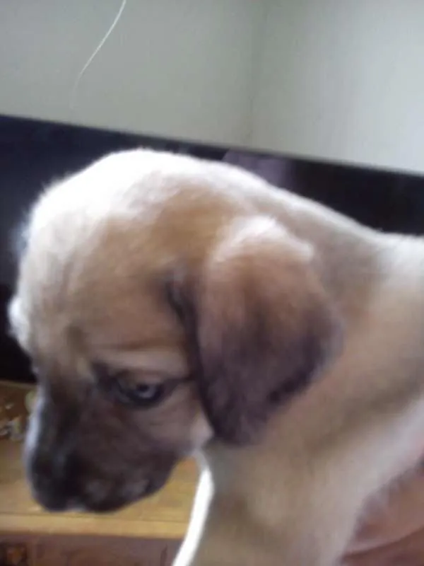 Cachorro raça  idade Abaixo de 2 meses nome Bolinha