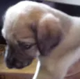Bolinha