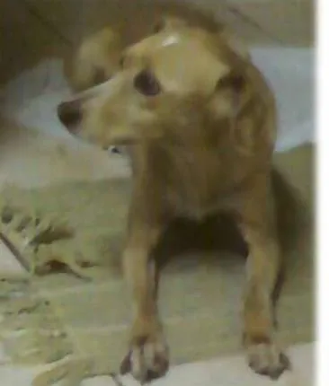 Cachorro ra a Vira-Lta idade 6 ou mais anos nome Cléo GRATIFICA