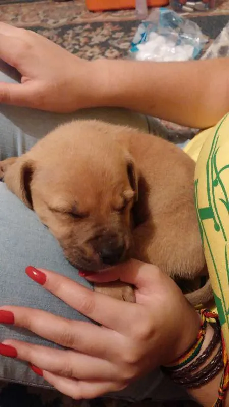 Cachorro ra a mistura com bulldog  idade 2 a 6 meses nome Johny