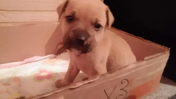 Cachorro ra a mistura com bulldog  idade 2 a 6 meses nome Johny