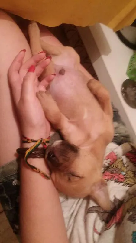 Cachorro ra a mistura com bulldog  idade 2 a 6 meses nome Johny